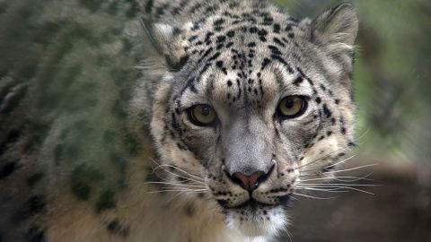 A female snow leopard named NeeCee has tested positive for Covid-19 at the Louisville Zoo.