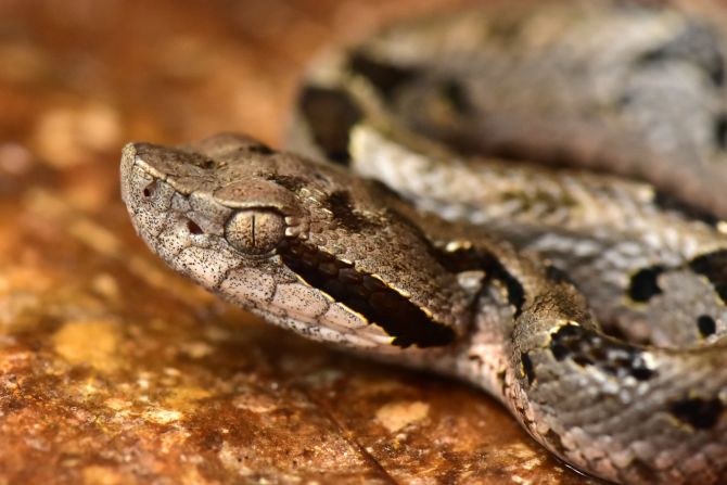 Scientists have discovered 20 new species in the Zongo Valley of the Bolivian Andes. Poised in striking mode is a new species of pit viper named "mountain fer-de-lance," which has large fangs and heat-sensing pits on its head to help detect prey.