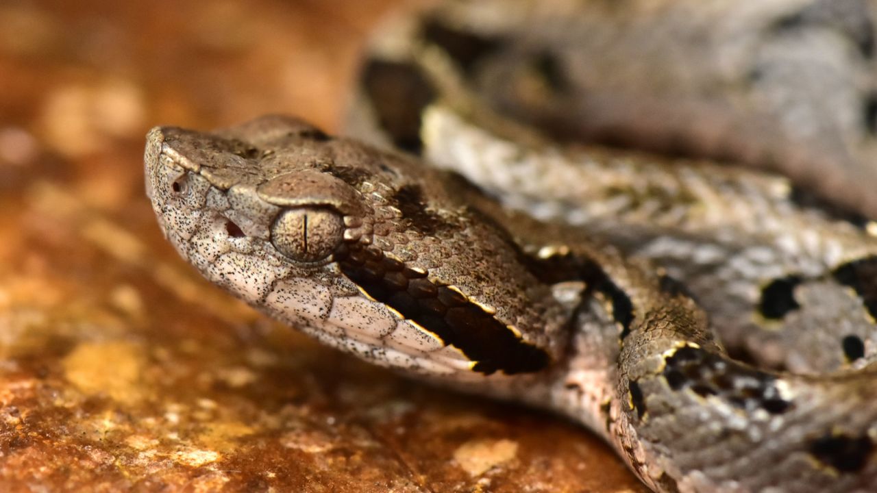 Poised in striking mode is a new species of pit viper named "mountain fer-de-lance."
