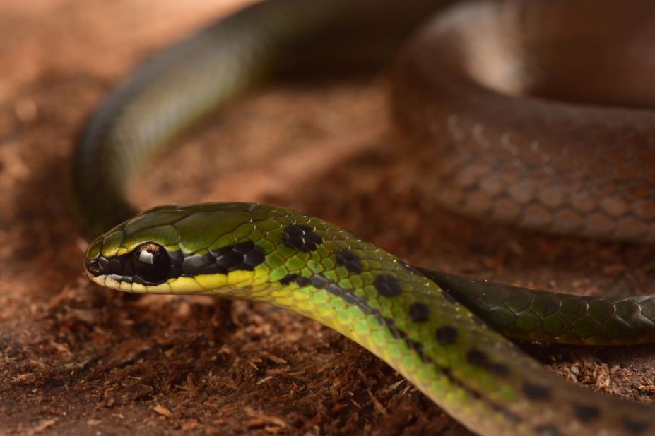 The Bolivian flag snake earned its name from its striking red, yellow and green colors. It was discovered in dense undergrowth forest at the highest part of the mountain the team surveyed.