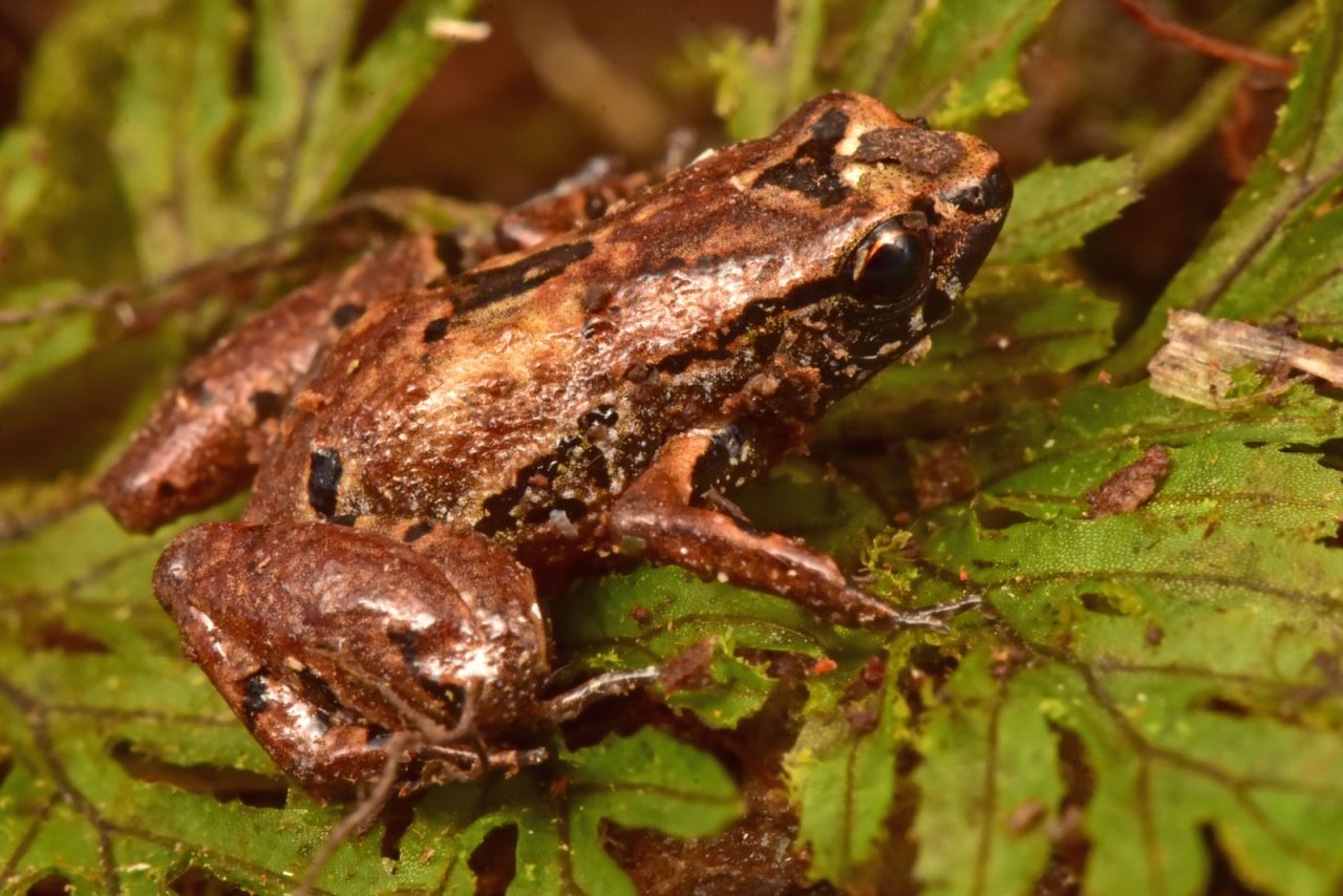 The Lilliputian frog is a minuscule 1 centimeter in length and is camouflaged by its brown color, which helps it to hide in thick layers of moss and soil.