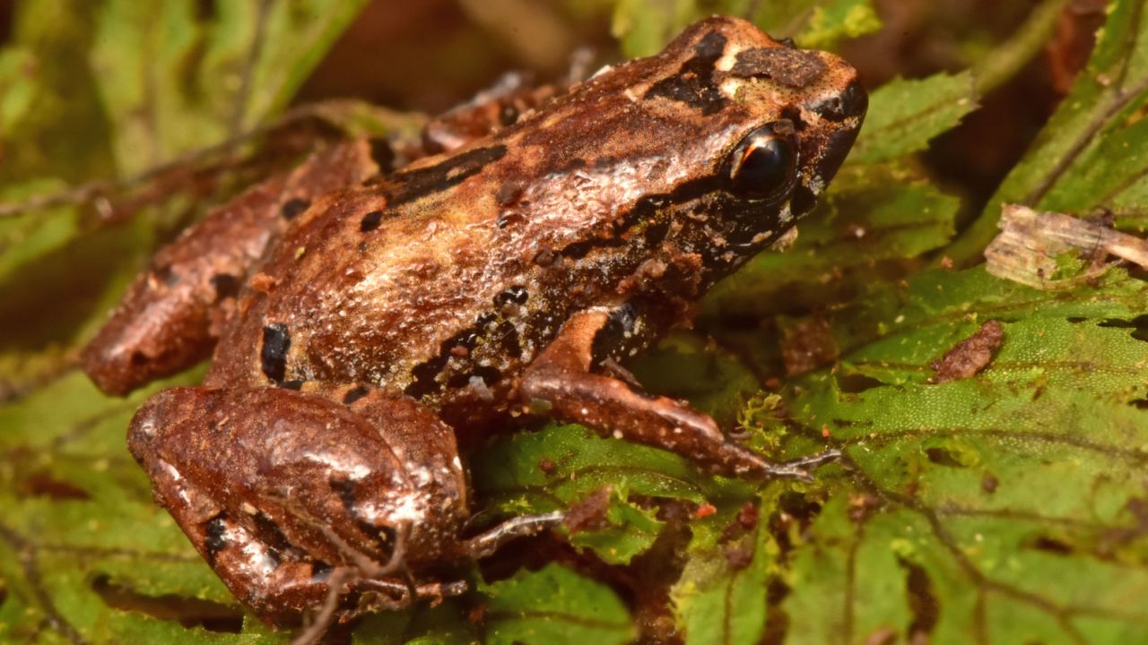 The Lilliputian frog is just 10 millimeters long.