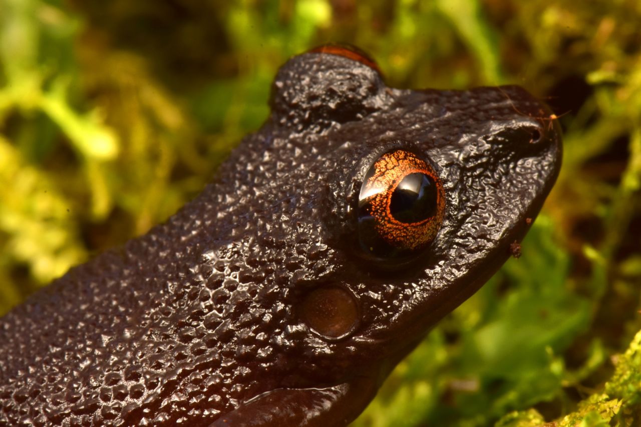 As well as identifying new species, the Conservation International team rediscovered four species thought to be extinct, including the "devil-eyed frog," which was last sighted 20 years ago, before a hydroelectric dam was built in its habitat. After numerous attempts to find the frog it was assumed the species no longer existed. 