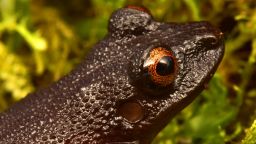 As well as identifying new species, the team rediscovered four species thought to be extinct including the mesmeric "devil-eyed frog" which was last sighted 20 years ago before a hydroelectric dam was built in its habitat. After numerous attempts to find the frog it was assumed the species no longer existed. 