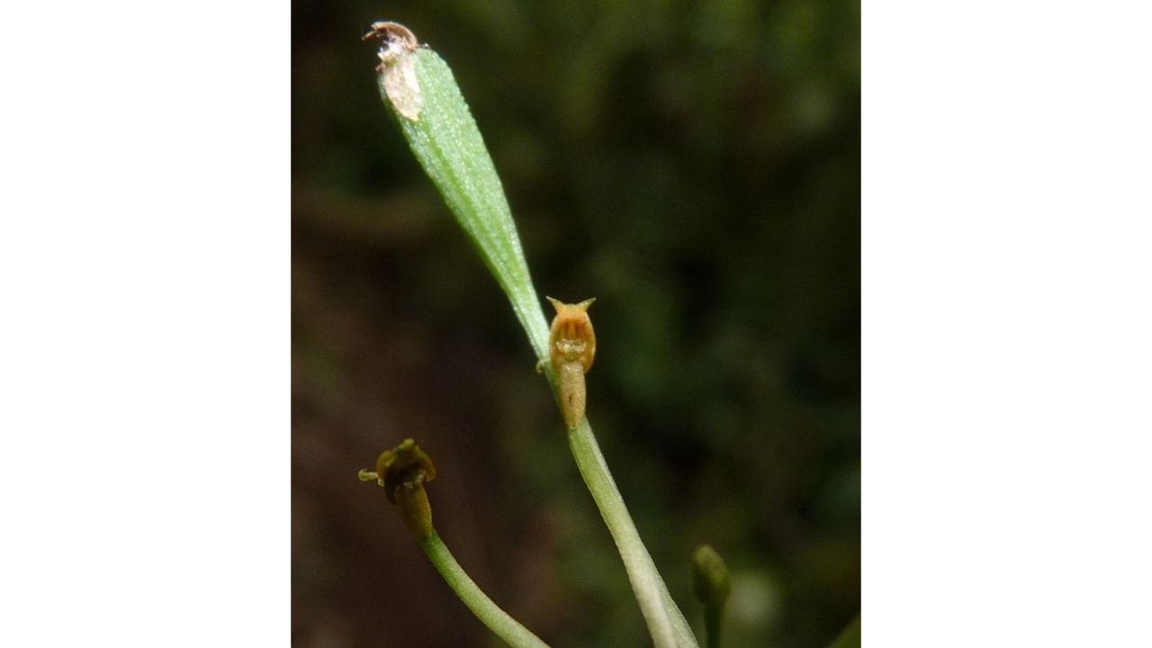The newly found Adder's mouth orchid has parts that cleverly mimic insects, tricking them into transferring pollen.