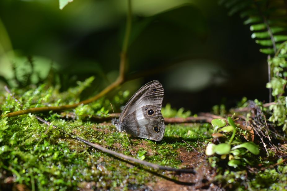 The satyr butterfly was last seen 98 years ago and was rediscovered in the Zongo Valley's undergrowth, caught in a mesh trap containing its food source of rotten fruit. It is only known to live in the Zongo Valley. 