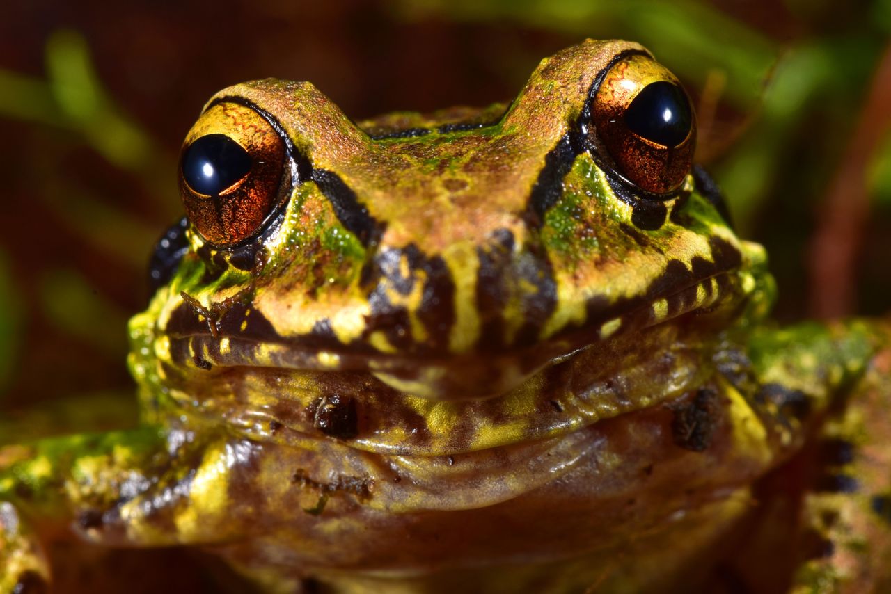 Extremely rare Mercedes robber frogs have only been spotted in a few places, including Zongo.