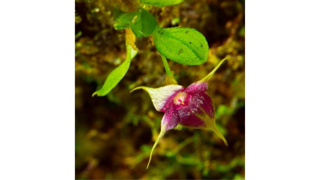 Cup orchids have vibrant and distinct purple and yellow coloring. This new species was discovered in Zongo but is part of a group of species found throughout much of Central and South America. 