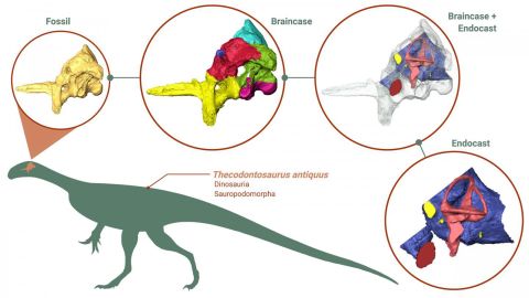 Using CT scans of the braincase fossil, researchers generated and studied 3D models of the braincase (the part of the skull containing the brain and associated organs) and the endocast (the space inside the braincase containing the brain). This diagram shows how the 3D models of the fossil, the braincase and the endocast are related to each other.