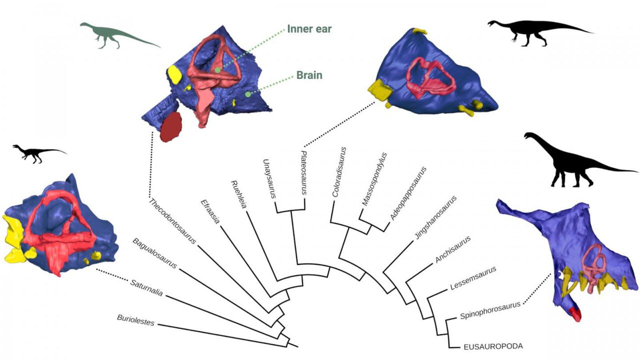 Diagram shows evolution of the endocast -- the space inside the braincase that contained the brain -- in sauropodomorphs, Thecodontosaurus' closest relatives.