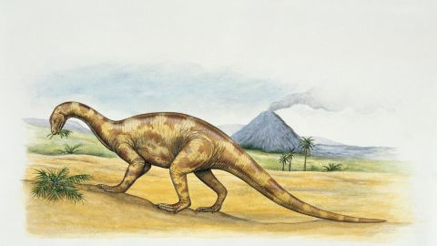 Thecodontosaurus was the size of a large dog and lived in the Triassic age.