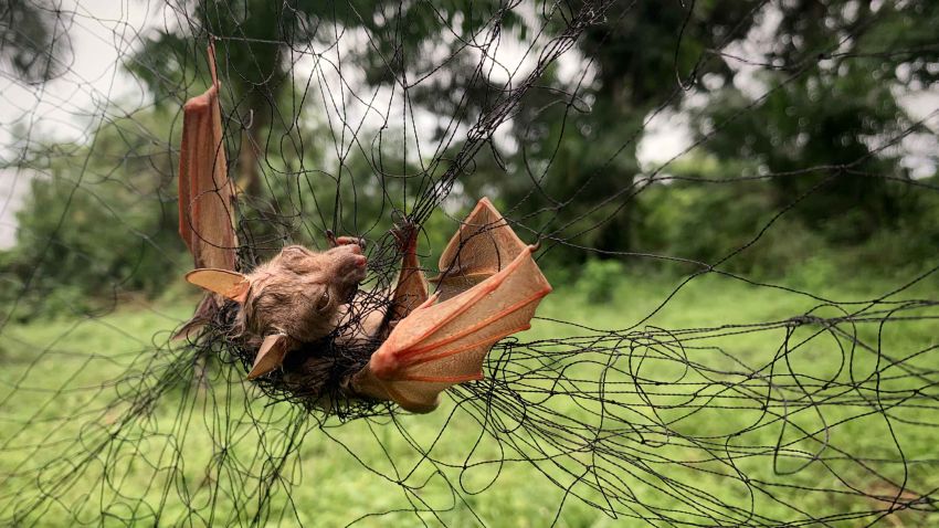 Live bat, trapped by ecologists in the forest outside Mbandaka by ecologists to later test for Corona Viruses and Ebola
