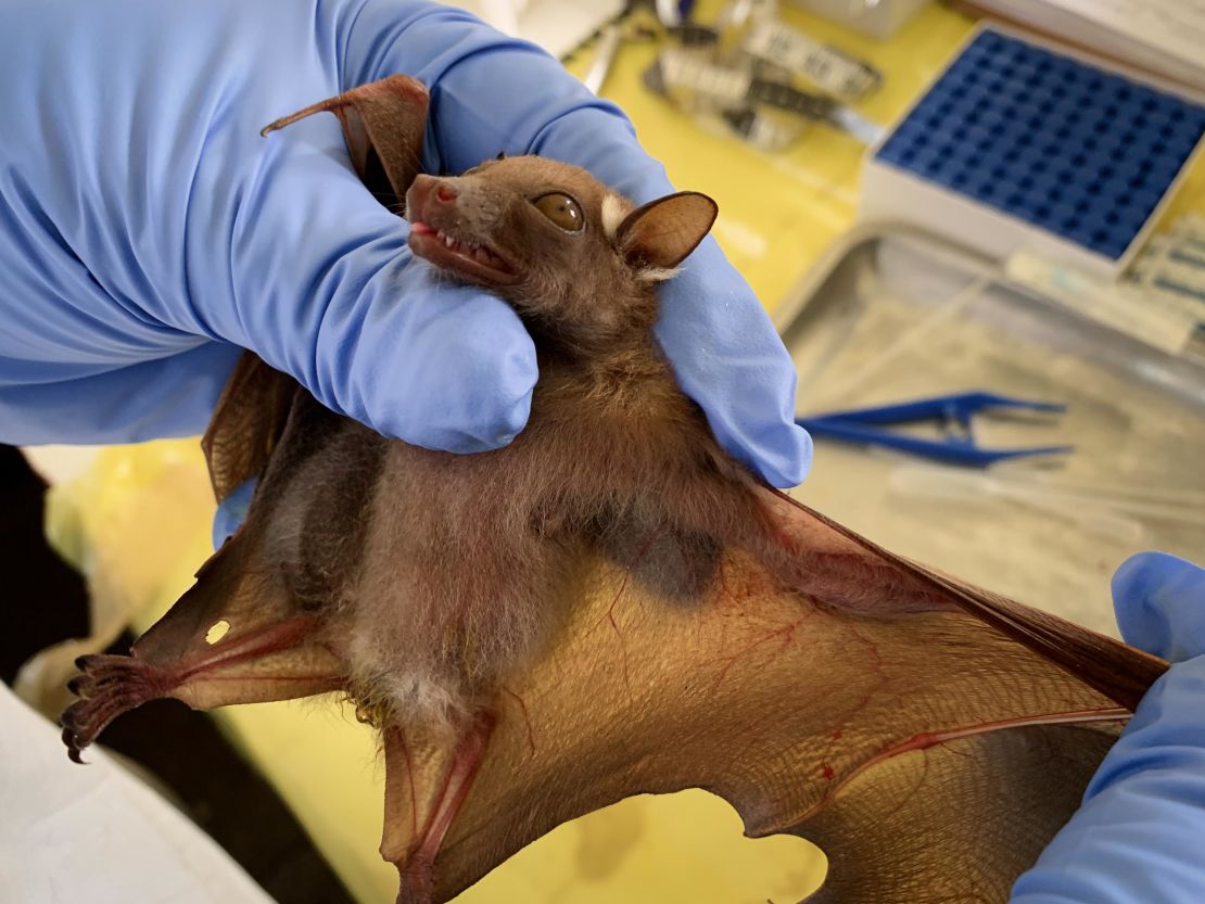 At a lab in Mbandaka, ecologists prepare to take a blood sample from a bat captured in the forest.