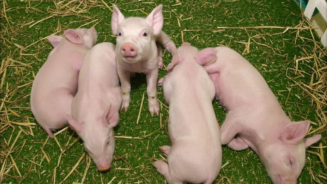 The US FDA has approved genetically modified pigs made by Revivicor, Inc.