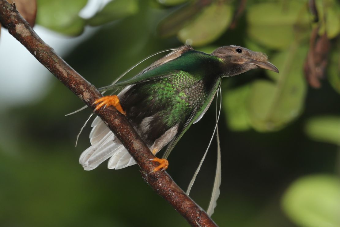 A male standardwing bird-of-paradise. Like the newly discovered dinosuar, it has decorated shoulders. 