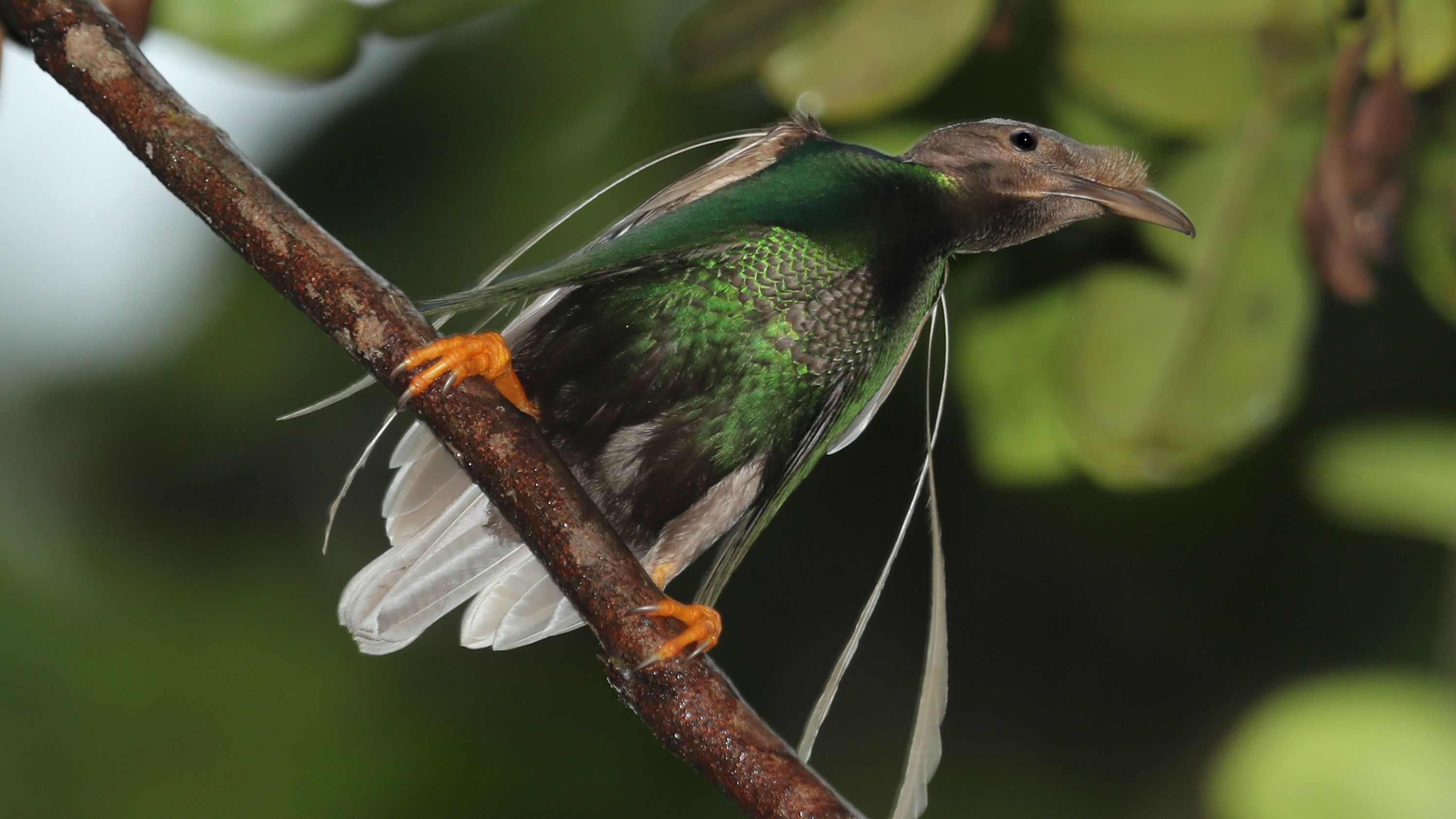 A male standardwing bird-of-paradise. Like the newly discovered dinosuar, it has decorated shoulders. 