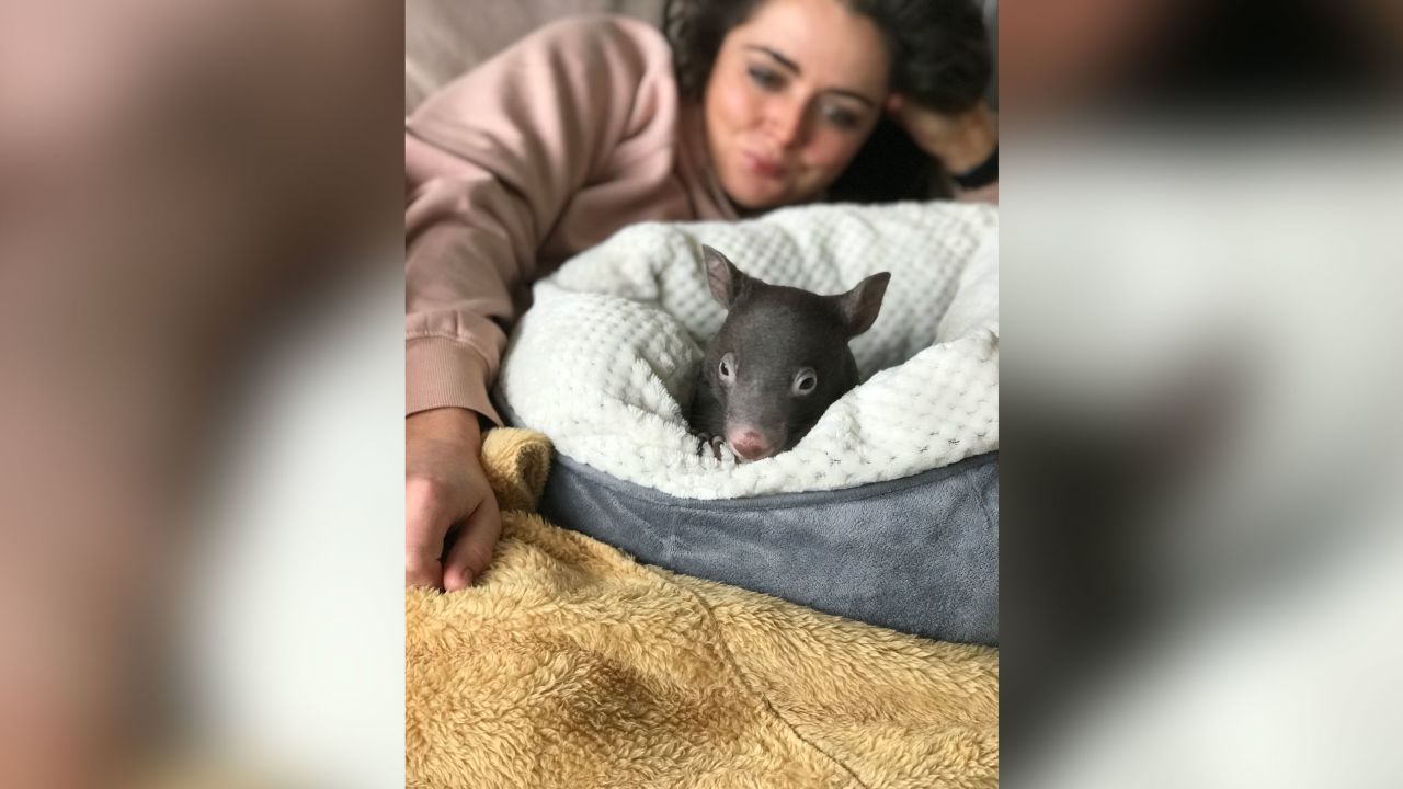 The four wombats were too young to be left at the wombat orphanage Small runs in Goongerah, outside Melbourne.
