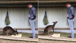 Animals that have never been domesticated, such as kangaroos, can intentionally communicate with humans, challenging the notion that this behaviour is usually restricted to domesticated animals like dogs, horses or goats, a first of its kind study from the University of Roehampton in London and the University of Sydney has found.
