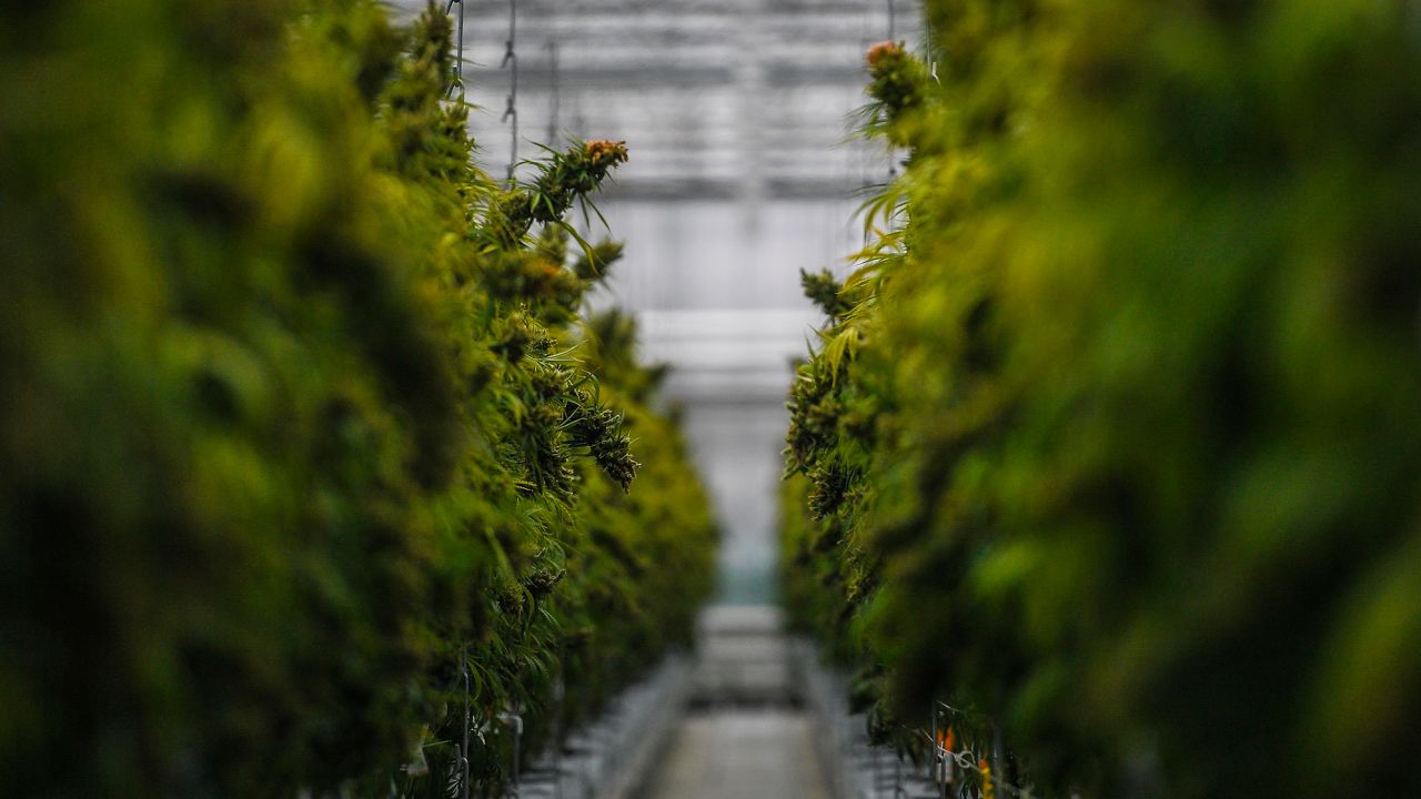 Cannabis plants in a greenhouse