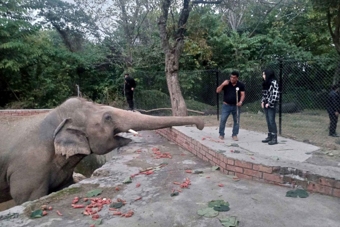 Cher arrives in Pakistan to celebrate the departure of Kaavan, dubbed the 'world's loneliest elephant'
