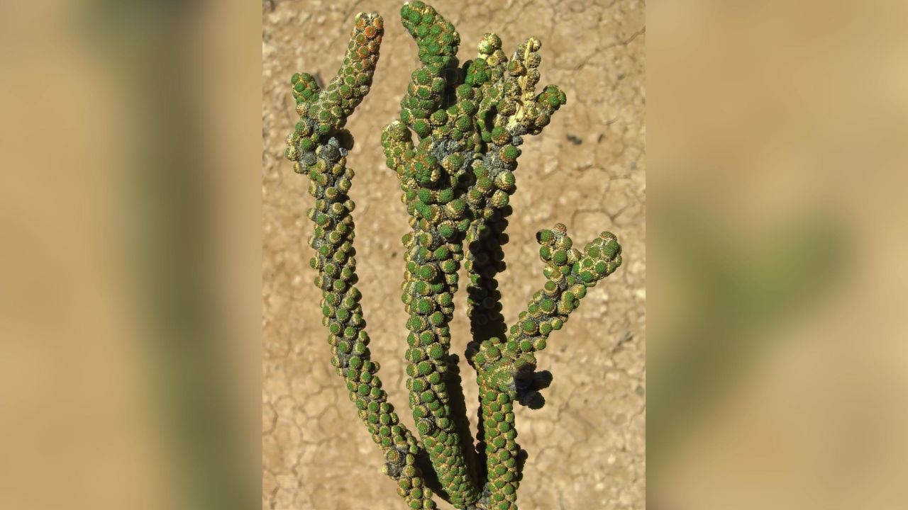 "Tiganophyton karasense," a new species and genus with bizarre scaly leaves, was encountered in Namibia in 2010 and named this year. The shrub grows in extremely hot natural salt pans.