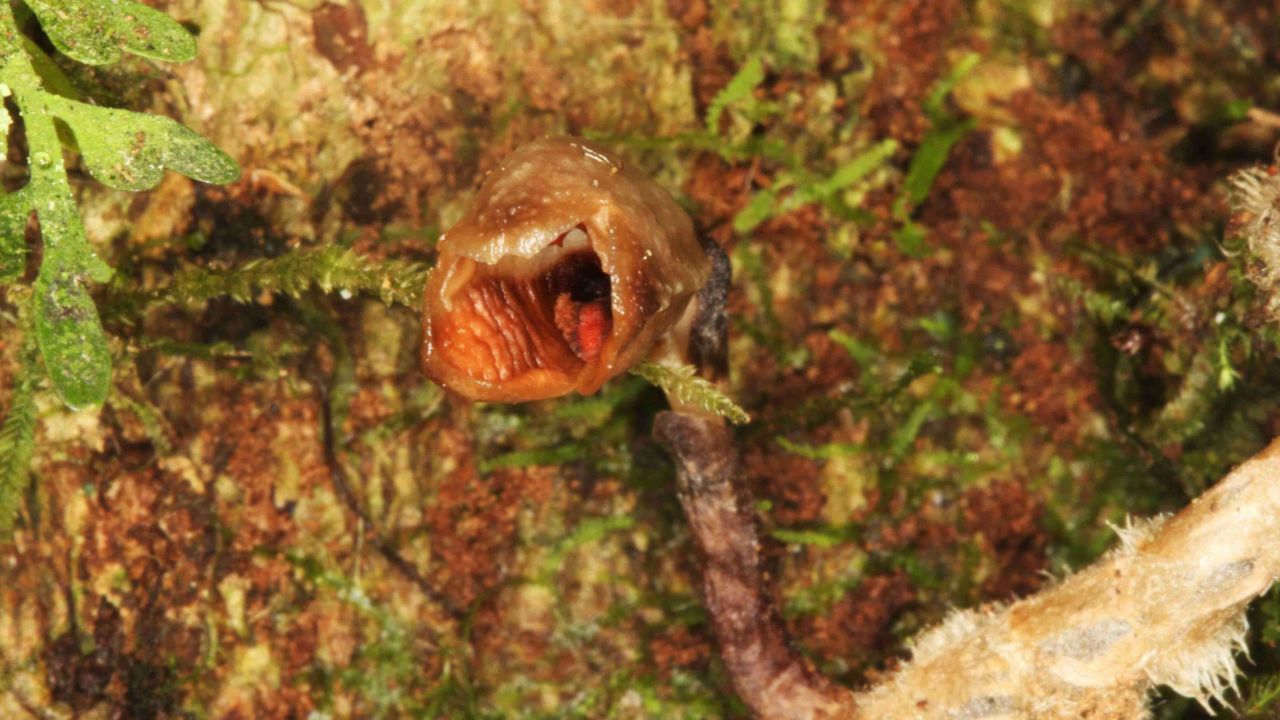 The "Gastrodia agnicellus" is located in Madagascar.
