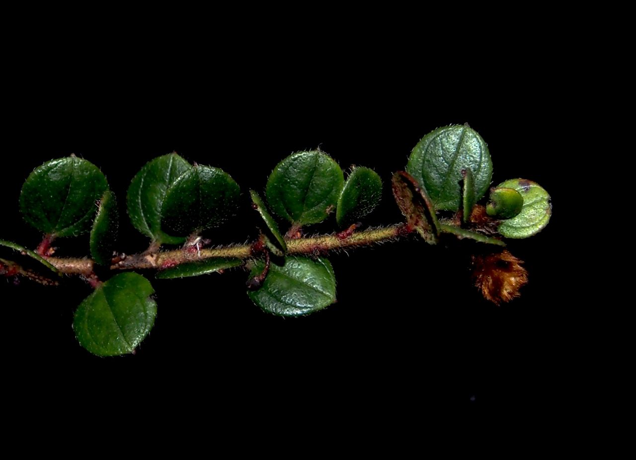 A shrub new to science, Diplycosia puradyatmikai, related to blueberries, was described this year from Indonesian New Guinea.