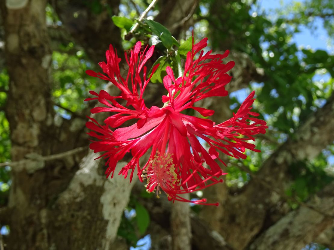This red-flowered hibiscus hareyae with jagged petals was spotted by Australian hibiscus specialist Lex Thomson.