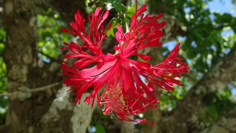 This red-flowered hibiscus hareyae with jagged petals was spotted by Australian hibiscus specialist Lex Thomson. 