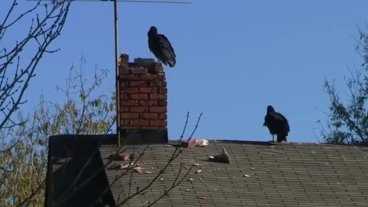 A small town in North Carolina is installing a cannon to get rid of