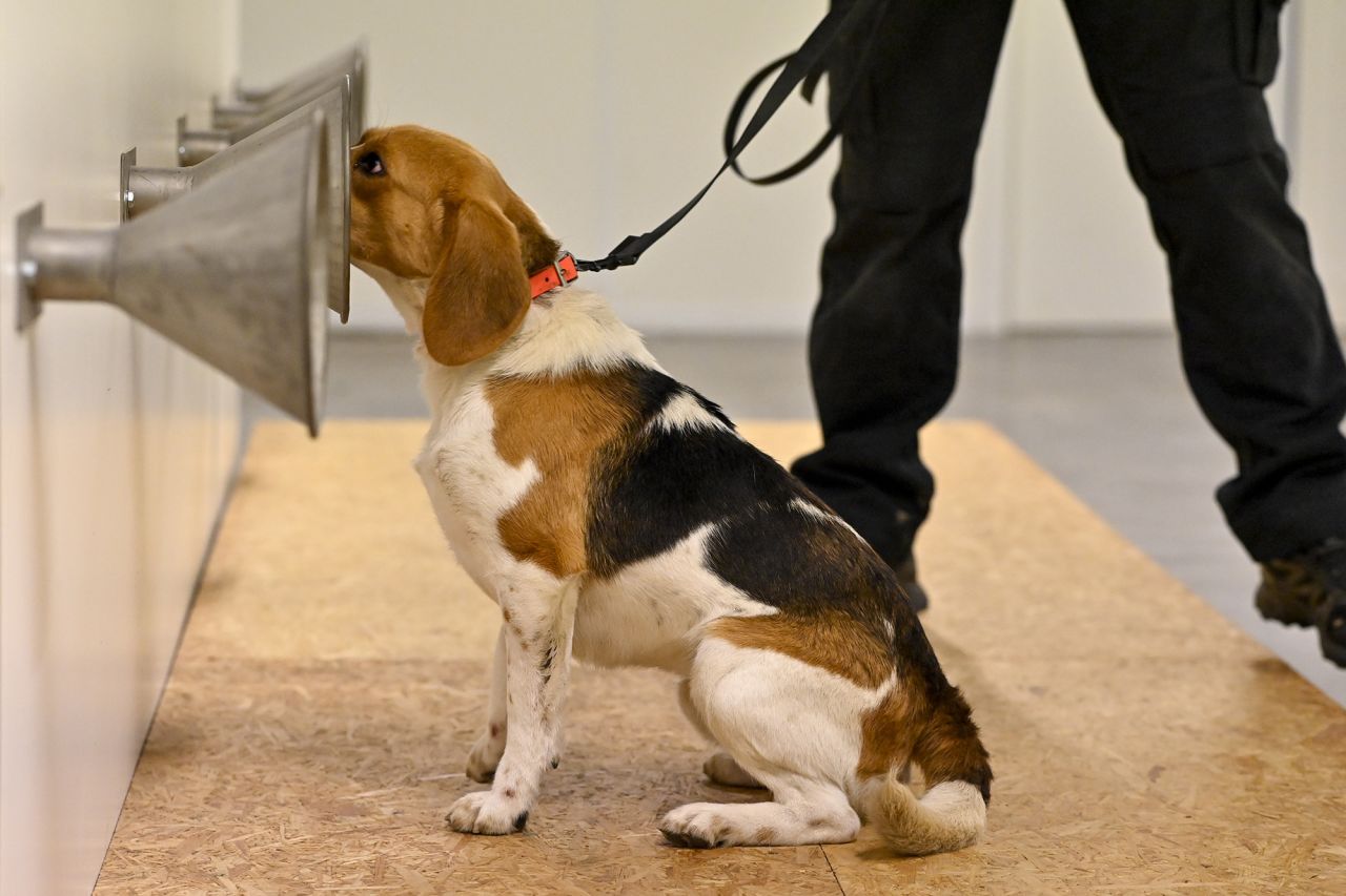 A dog takes part in a Covid-19 sniffing test as he is trained in Jabbeke, Belgium, on Wednesday, December 16. <a href="https://www.cnn.com/2020/12/10/health/detection-dogs-covid-19-scent-study-scn-wellness/index.html" target="_blank">Dogs can be trained to detect the coronavirus</a> by sniffing human sweat, according to a proof-of-concept study published last week.