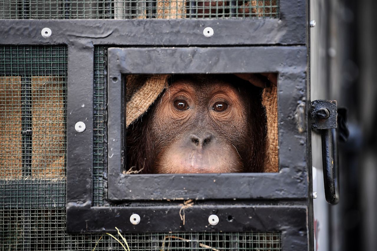 A Sumatran orangutan sits in a cage at an airport in Bangkok, Thailand, on Thursday, December 17. <a href="https://www.reuters.com/article/us-thailand-indonesia-orangutans/two-smuggled-sumatran-orangutans-flown-home-from-thailand-idUSKBN28R0PW" target="_blank" target="_blank">Two orangutans were being sent back to Indonesia</a> after they were smuggled into Thailand three years ago.
