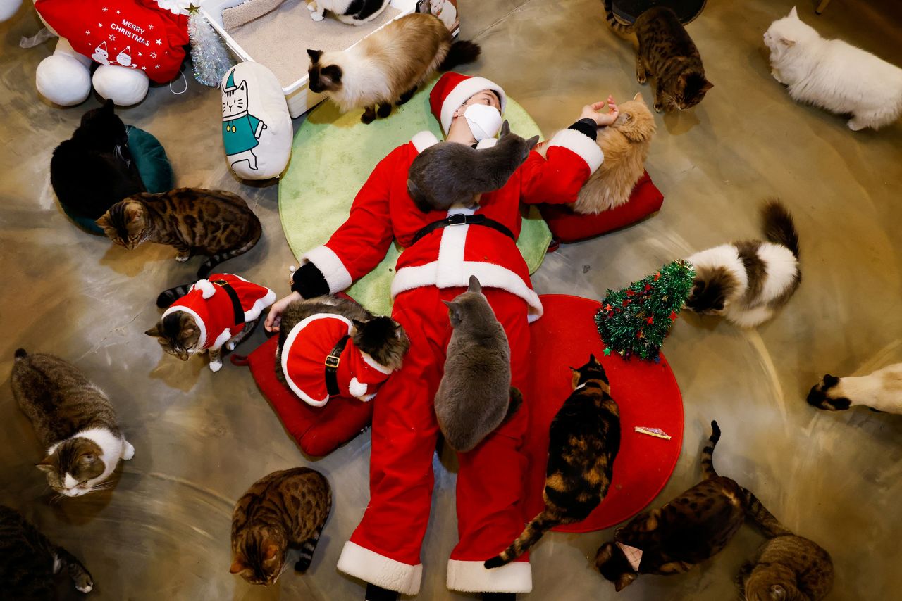 An employee dressed in a Santa Claus costume plays with cats at the Catgarden in Seoul, South Korea, on Monday, December 14.