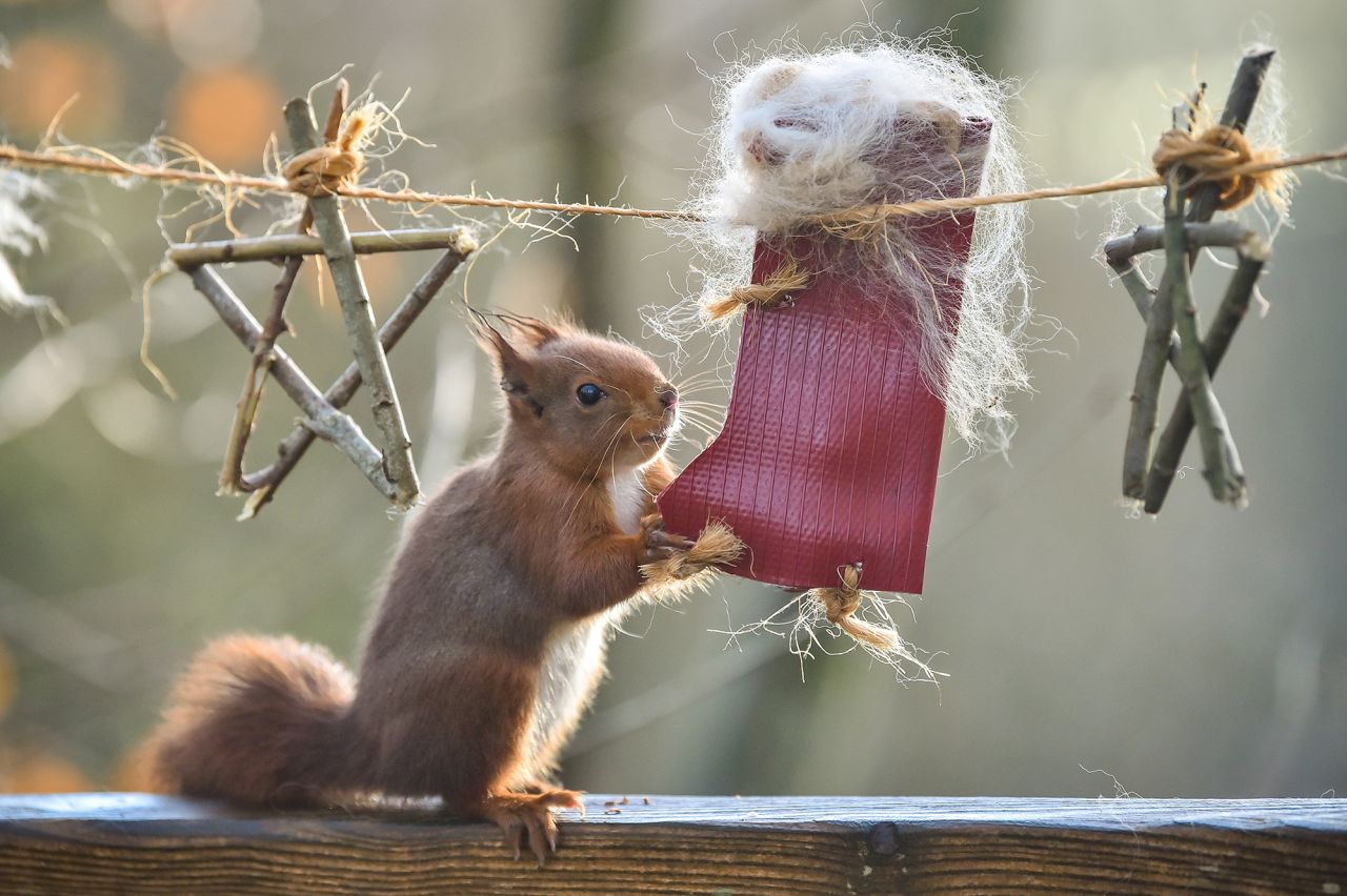 A red squirrel sniffs Christmas stockings with nuts at the Wildwood Escot animal park in Ottery St. Mary, England, on Thursday, December 17.