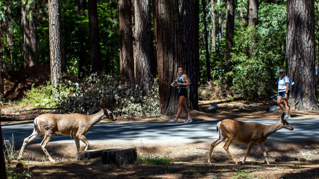 The wildlife in Yosemite National Park roamed around freely after having the area to themselves for months.