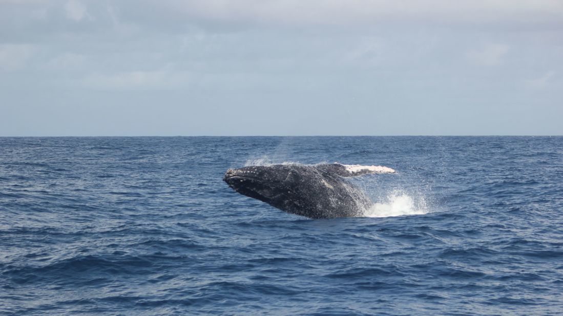<strong>Growing activity: </strong>197 humpback whales were reported in 2018, which is the highest number since records began.
