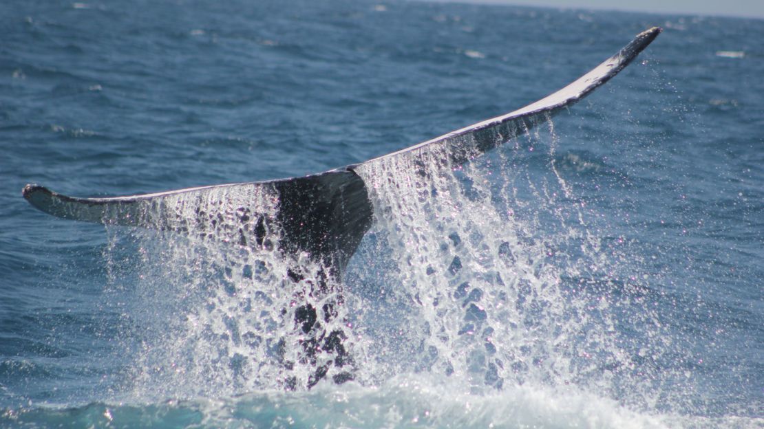 197 humpback whales were reported in the area in 2018.