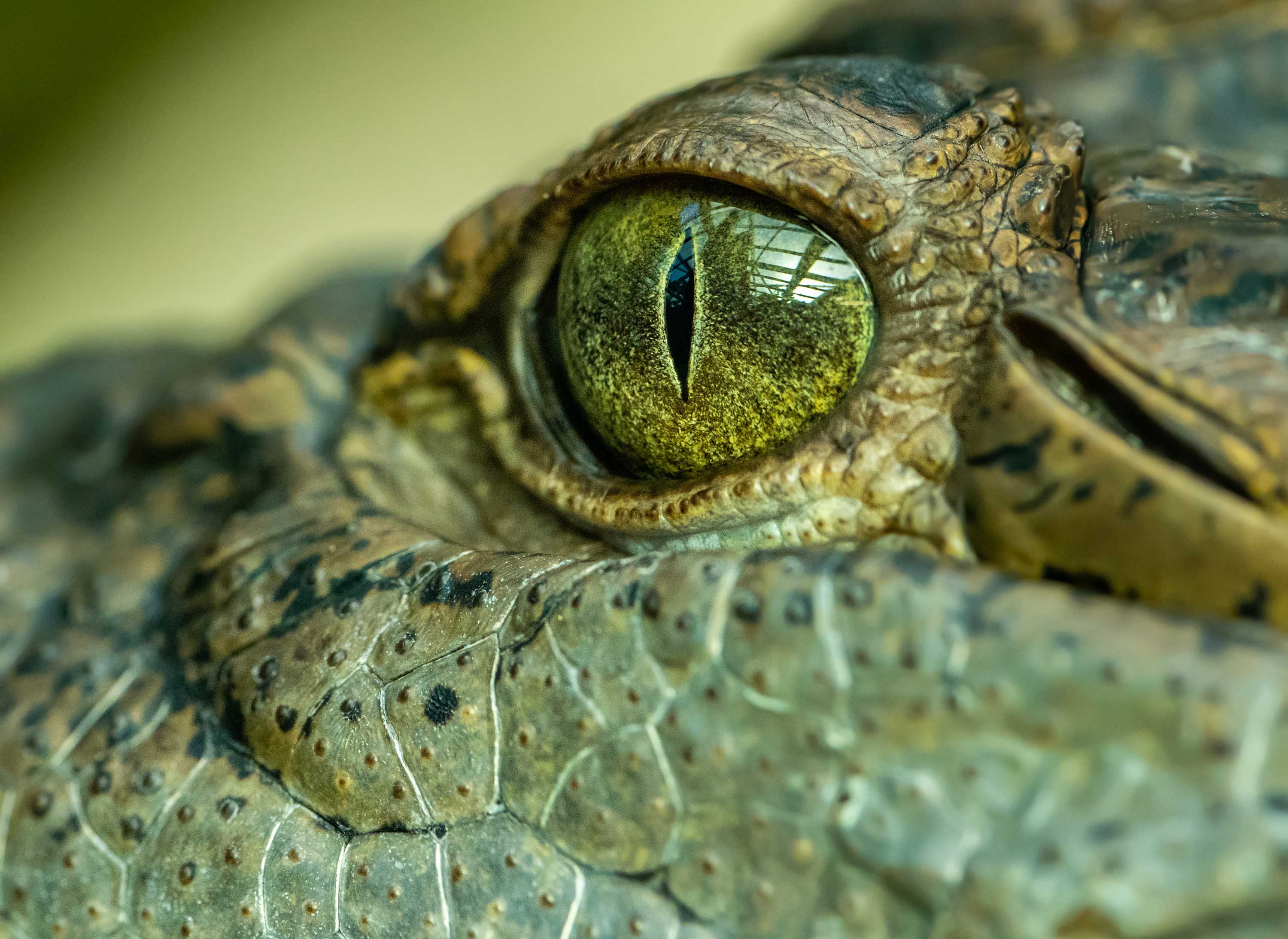 Take a look at this brand new species of crocodile •