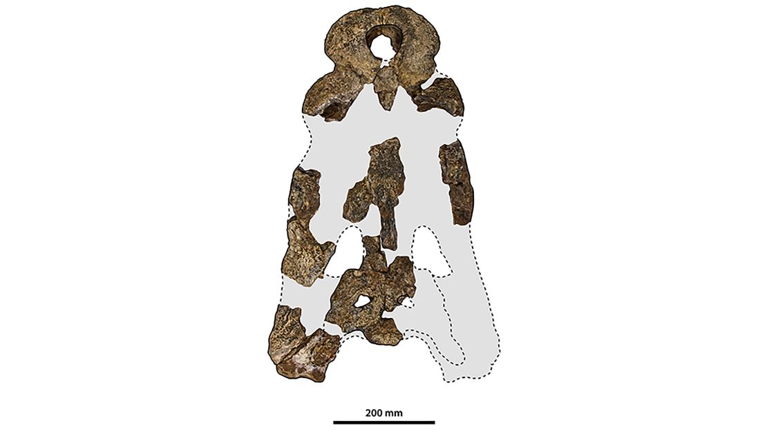 Researchers identified the new species using fossilized skull pieces.