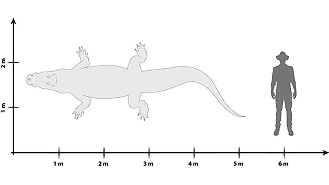 Paludirex vincenti compared to a human.