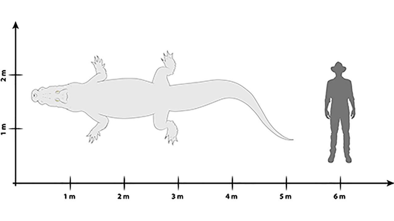 Paludirex vincenti compared to a human.