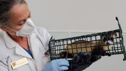 A veterinarian with the U.S. Fish and Wildlife Service inoculates a black-footed ferret to protect against Covid-19 at the National Black-footed Ferret Conservation Center near Fort Collins, Colorado. The ferret is among 120 endangered animals in a captive population to receive the experimental vaccine in the summer of 2020. 