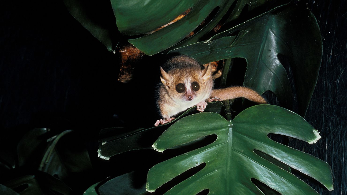 Scientists have discovered that the gray mouse lemur (Microcebus murinus) has the ability to hibernate.