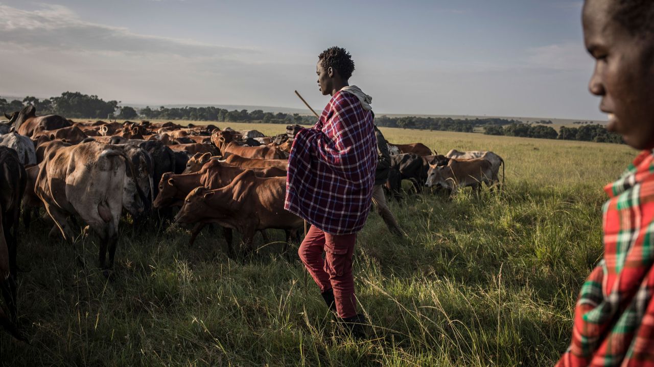 <strong>Mara North Conservancy, Kenya:</strong> Maasai men herd cattle in the conservation area of Mara North Conservancy on December 20.