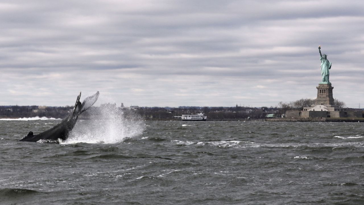 <strong>New York</strong>: A humpback whale is captured surfacing from the water near the Statue of Liberty on Liberty Island in New York Harbor.