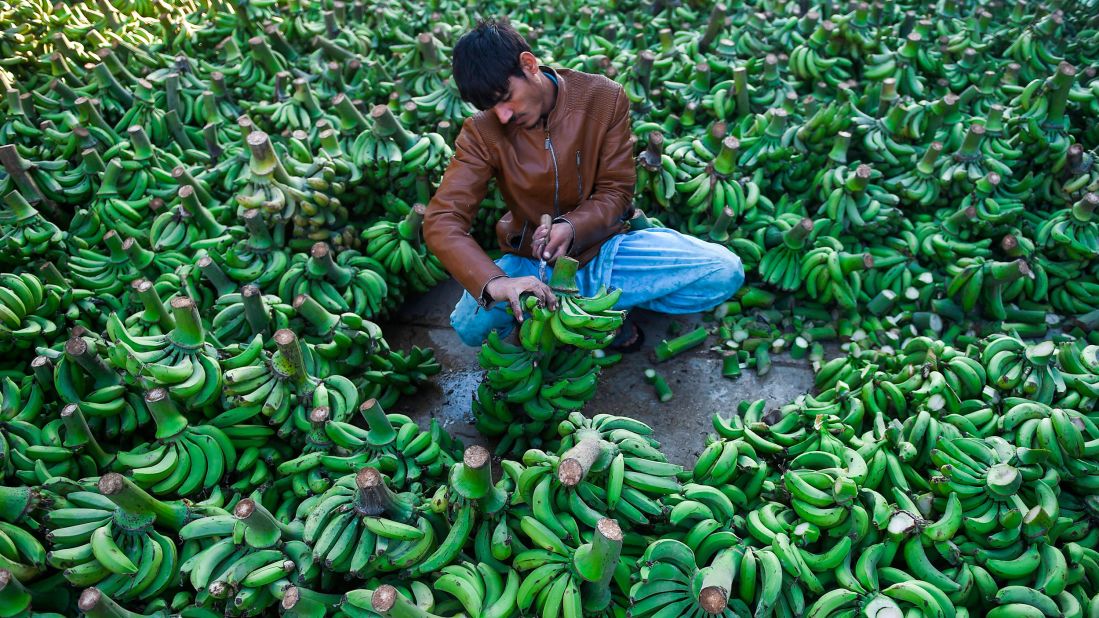 <strong>Karachi, Pakistan: </strong>A market vendor arranges a huge display of bananas at a fruit market in the capital of the Pakistani province of Sindh. 