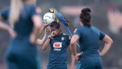 macaw brazil football invasion