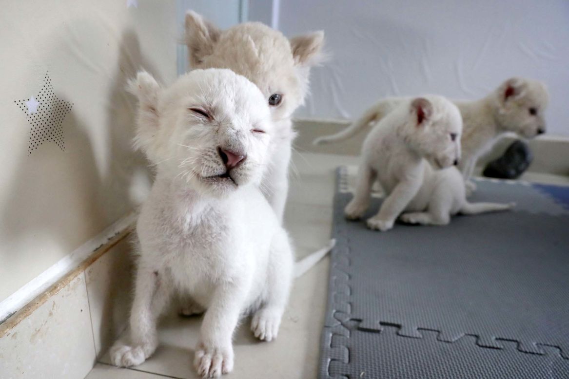Quadruplet white lion cubs play with each other at the Nantong Forest Wildlife Zoo in China's Jiangsu province on Monday, December 21.