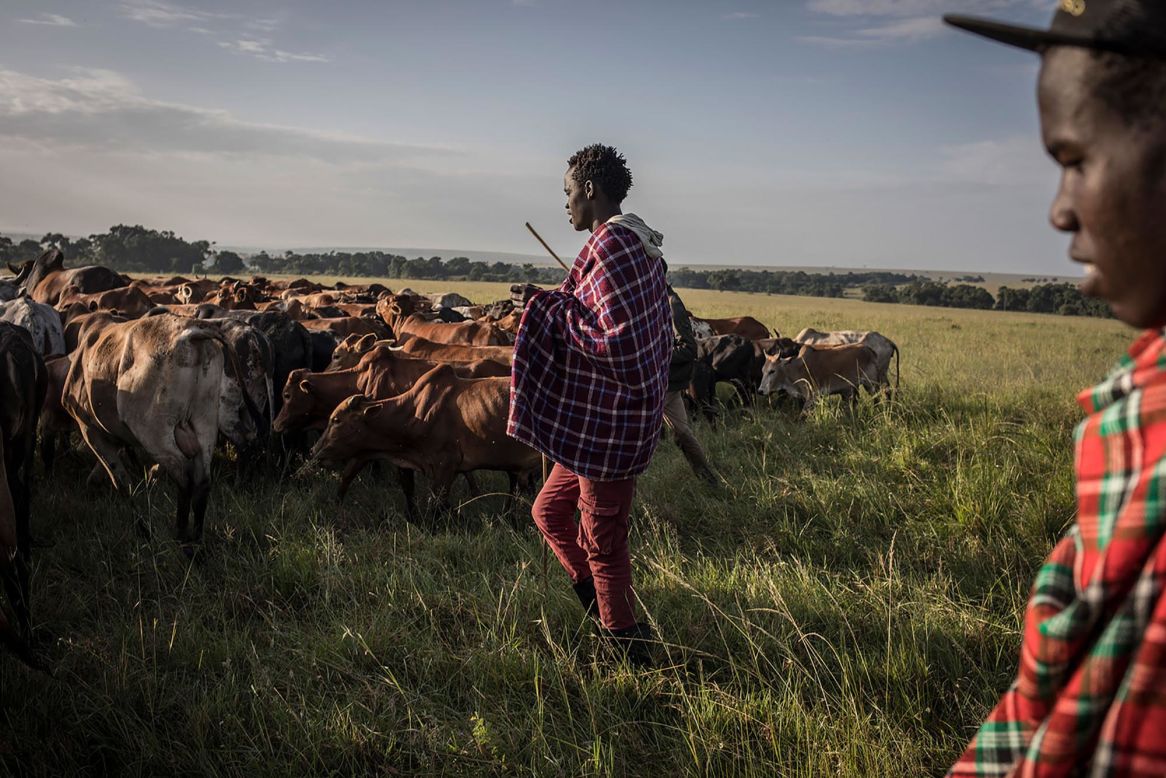 Maasai men herd their cattle on Sunday, December 20, in Mara North Conservancy of Kenya. The Covid-19 pandemic has reduced the number of foreign tourism in the region, forcing the Kenyan government to set aside a recovery fund for area businesses and conservation.