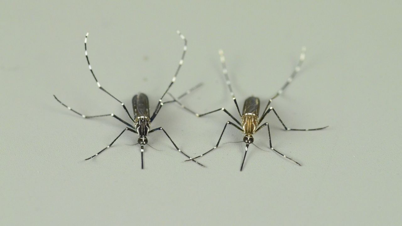 Aquí se muestran mosquitos hembra de la subespecie africana Aedes aegypti formosus (izquierda) que muerde animales y la subespecie Aedes aegypti aegypti (derecha) que muerde humanos e invasiva a nivel mundial.